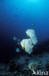 Longfin batfish (Platax teira)