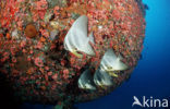 Longfin batfish (Platax teira)