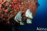 Longfin batfish (Platax teira)