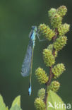 Lantaarntje (Ischnura elegans)