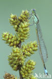 Lantaarntje (Ischnura elegans)