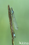 Blue-tailed Damselfly (Ischnura elegans)