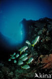 Celebes sweetlips (Plectorhinchus chrysotaenia)