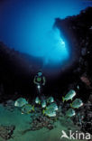 Celebes sweetlips (Plectorhinchus chrysotaenia)