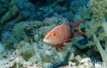 Yellow-edged lyretail (Variola louti )