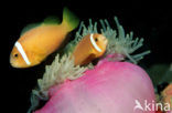 Maladiven Anemoonvis (Amphiprion nigripes)