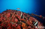 Moorish idol (Zanclus cornutus)