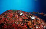 Moorish idol (Zanclus cornutus)