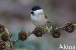 Matkop (Parus montanus) 