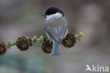 Matkop (Parus montanus) 