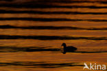 Common Coot (Fulica atra)