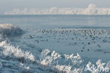 Common Coot (Fulica atra)