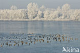 Common Coot (Fulica atra)