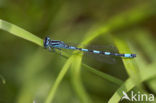 Southern Damselfly (Coenagrion mercuriale) 