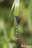 Southern Damselfly (Coenagrion mercuriale) 