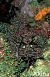 Merlet´s scorpionfish (Rhinopias aphanes)