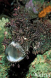 Merlet´s scorpionfish (Rhinopias aphanes)