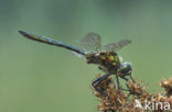 Brilliant Emerald (Somatochlora metallica)