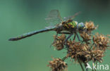 Brilliant Emerald (Somatochlora metallica)