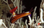 Sea slug (Nembrotha megalocera)