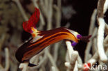 Sea slug (Nembrotha megalocera)