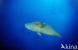 Humpback wrasse