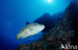 Humpback wrasse