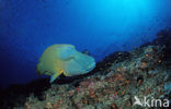 Humpback wrasse