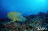 Humpback wrasse