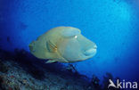 Humpback wrasse