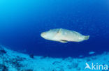 Humpback wrasse