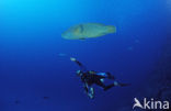 Humpback wrasse