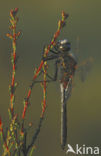 Northern White-faced darter (Leucorrhinia rubicunda)