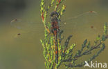 Noordse witsnuitlibel (Leucorrhinia rubicunda)