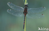 Northern White-faced darter (Leucorrhinia rubicunda)