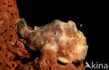 Longlure frogfish (Antennarius multiocellatus)