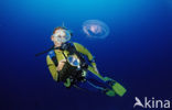 moon jelly
