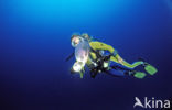 moon jelly