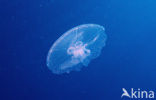 moon jelly