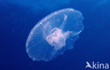 moon jelly
