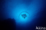 moon jelly