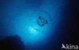 moon jelly