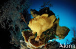 Giant Frogfish (Antennarius commersonii)