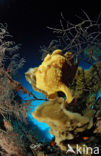 Giant Frogfish (Antennarius commersonii)