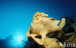 Giant Frogfish (Antennarius commersonii)