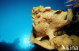 Giant Frogfish (Antennarius commersonii)