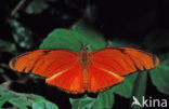 Julia Butterfly