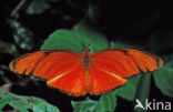 Oranje passiebloemvlinder (Dryas iulia)