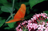 Oranje passiebloemvlinder (Dryas iulia)