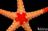 Sea Star